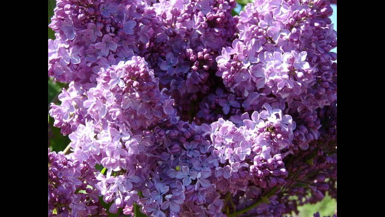 9 Сиреневой Душистой Сирени